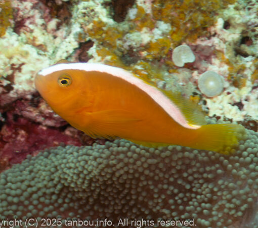 セジロクマノミ