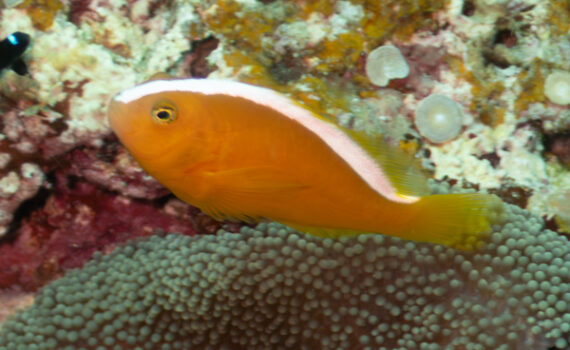 セジロクマノミ