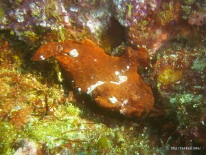 イロカエルアンコウ-1