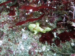 イロカエルアンコウ幼魚