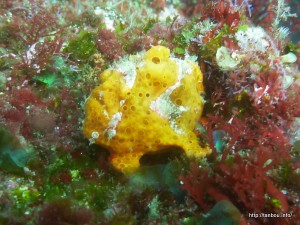 イロカエルアンコウ