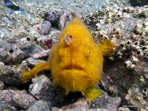 カエルアンコウ