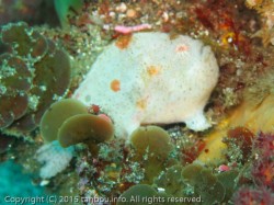 ベニカエルアンコウ