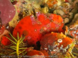 ベニカエルアンコウ