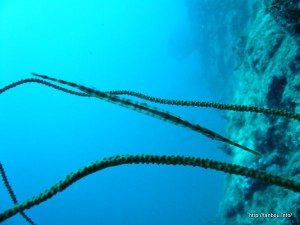 ヘラヤガラ幼魚