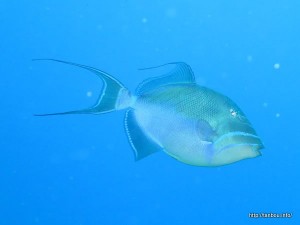 ケショウモンガラ