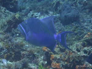 ケショウモンガラ