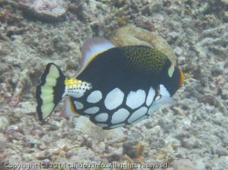 モンガラカワハギ