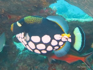 モンガラカワハギ