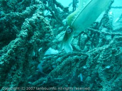 アオリイカ卵嚢