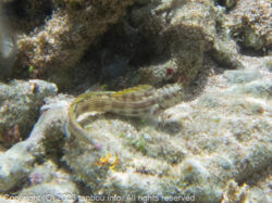 ホホグロギンポ