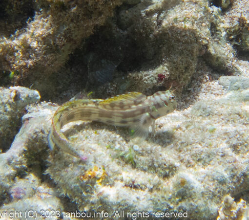 ホホグロギンポ