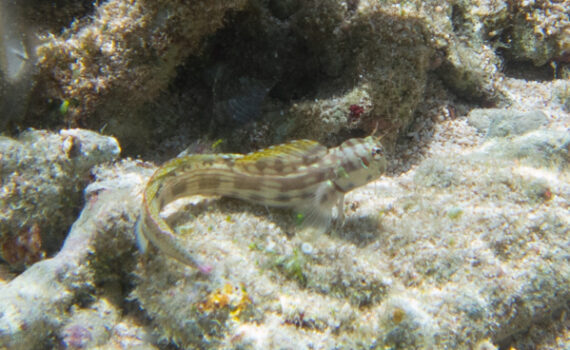 ホホグロギンポ