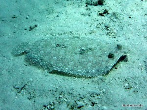 モンダルマガレイ