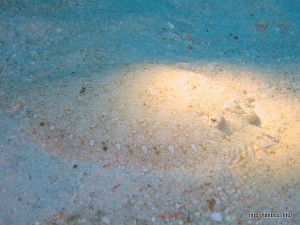 トゲダルマガレイ