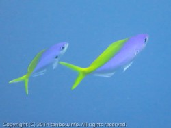 ウメイロモドキ