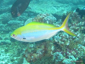 イエローバックフュージラー