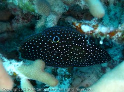 シモフリタナバタウオ