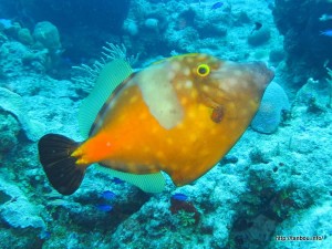 ホワイトスポッテッドファイルフィッシュ