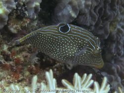 パプアントビー