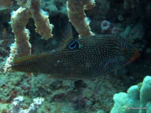 パプアントビー