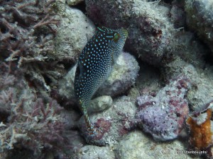 アラレキンチャクフグ