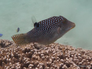 アラレキンチャクフグ