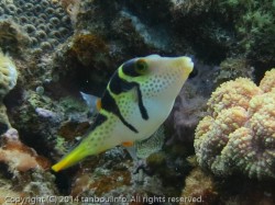 シマキンチャクフグ