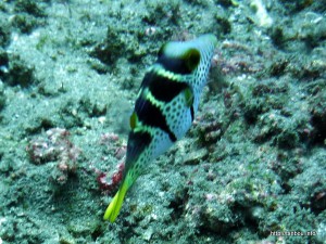 シマキンチャクフグ