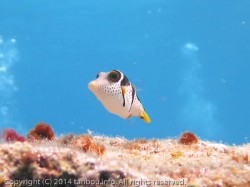 シマキンチャクフグ