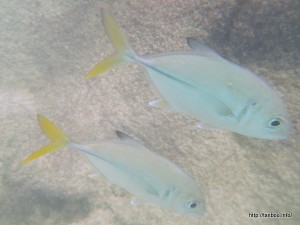 ホースアイジャック