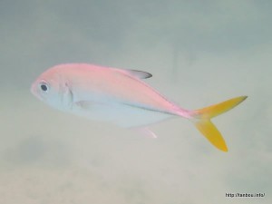 ホースアイジャック