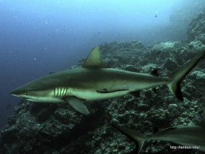 オグロメジロザメ-1