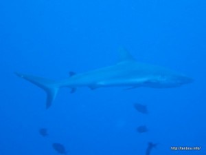 オグロメジロザメ