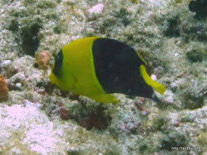 ソメワケヤッコ