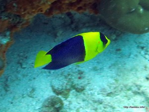 ソメワケヤッコ