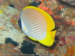 クラカケチョウチョウウオ