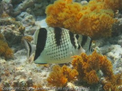 カガミチョウチョウウオ