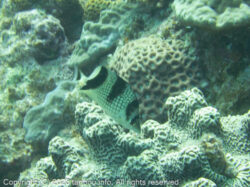 カガミチョウチョウウオ