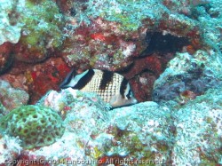 カガミチョウチョウウオ