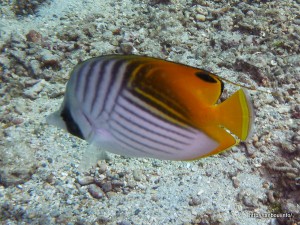 トゲチョウチョウウオ-1