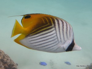 トゲチョウチョウウオ