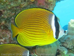 チョウチョウウオ