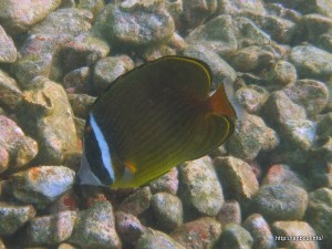 チョウチョウウオ