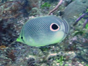 フォーアイバタフライフィッシュ