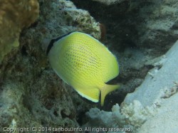 ゴマチョウチョウウオ