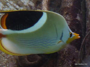 セグロチョウチョウウオ