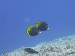 ブラックバタフライフィッシュ