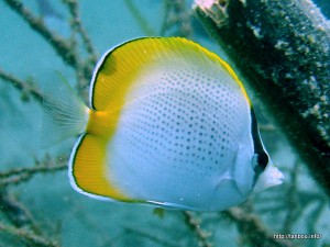 コクテンカタギ