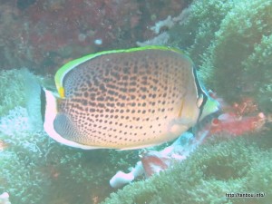 スポッテッドバタフライフィッシュ